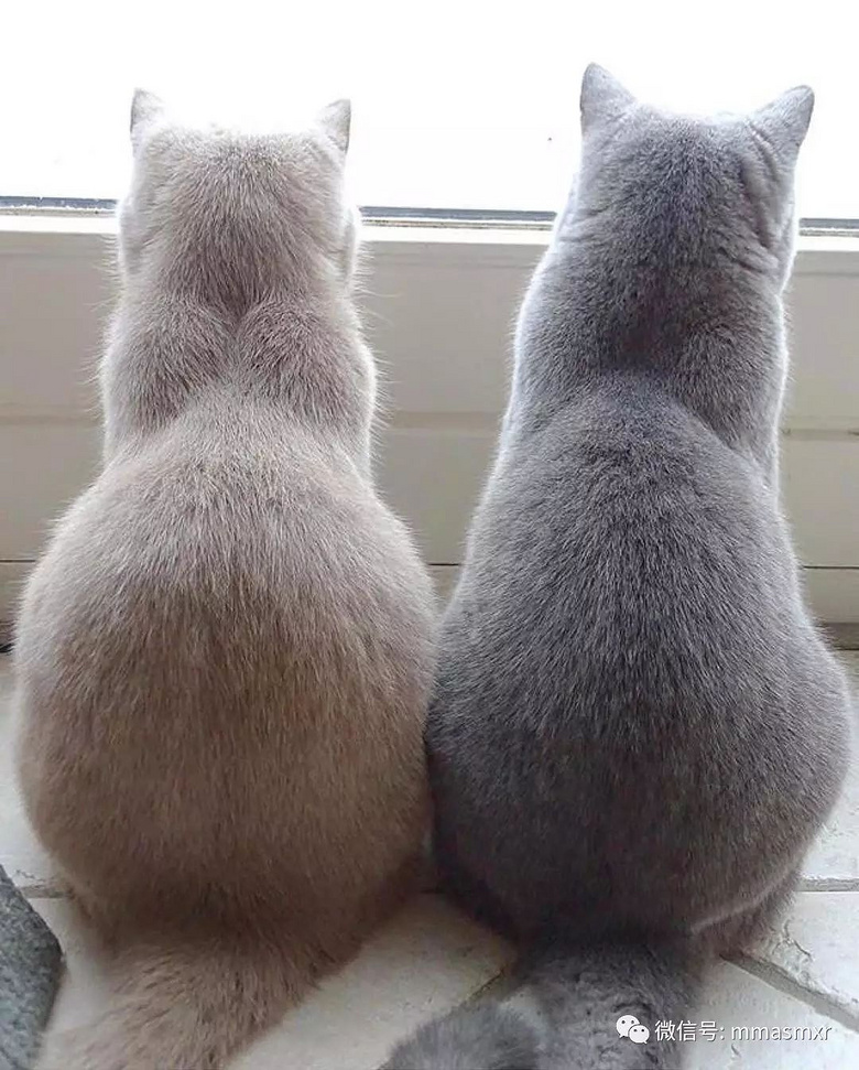 处变不惊的猫生,萌萌的背影