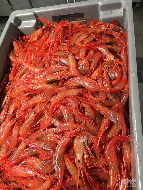 虫虫—阿拉斯加玫瑰虾