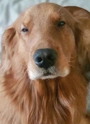 带大金毛遛弯,被人问这狗瞎了吗?主人无奈:它就是眼睛小.