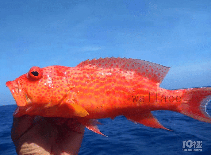 西沙群岛,只有中国公民可以去的地方