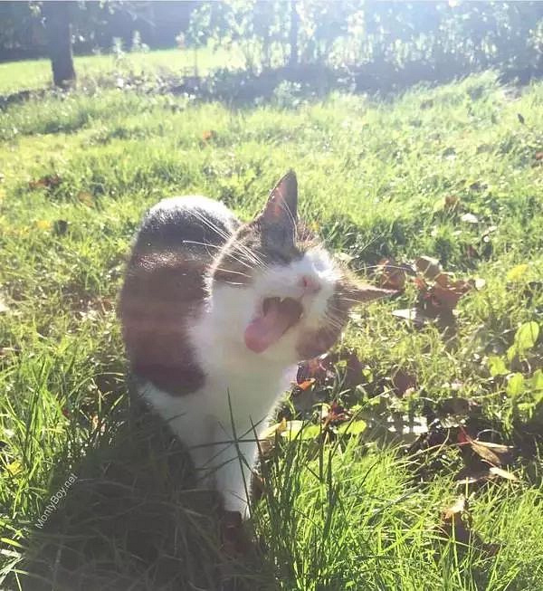 凭借这张"鲶鱼脸",成了丹麦第一网红猫,如今它又收获了命中注