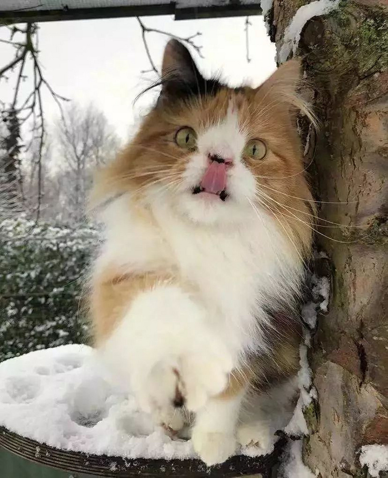 凭借这张"鲶鱼脸",成了丹麦第一网红猫,如今它又收获了命中注