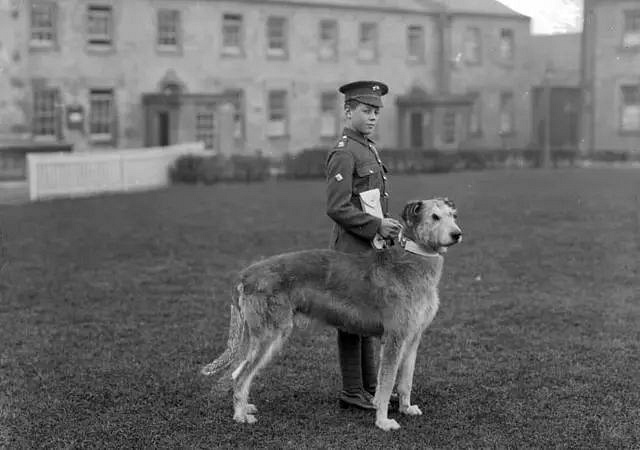 10大軍犬帥爆戰場,比德牧還酷的軍犬竟不止一