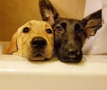 拉布拉多和德牧从小一起长大,这段姐妹情谊也是很让人羡慕了!