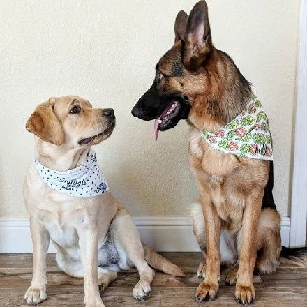 杭州19楼 家有宠物 撸狗 拉布拉多和德牧从小一起长.