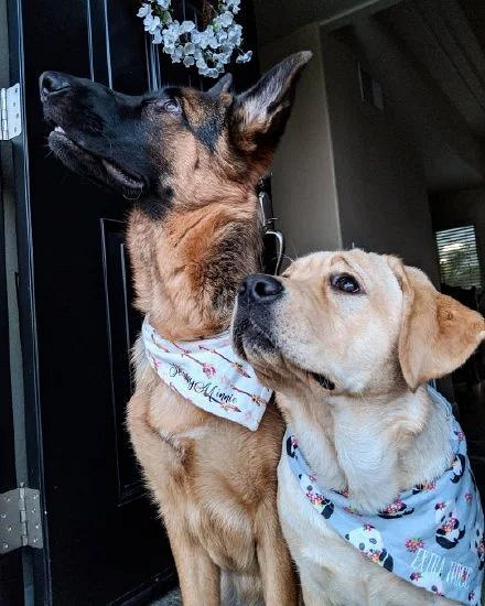 拉布拉多和德牧从小一起长大,这段姐妹情谊也是很让人羡慕了!