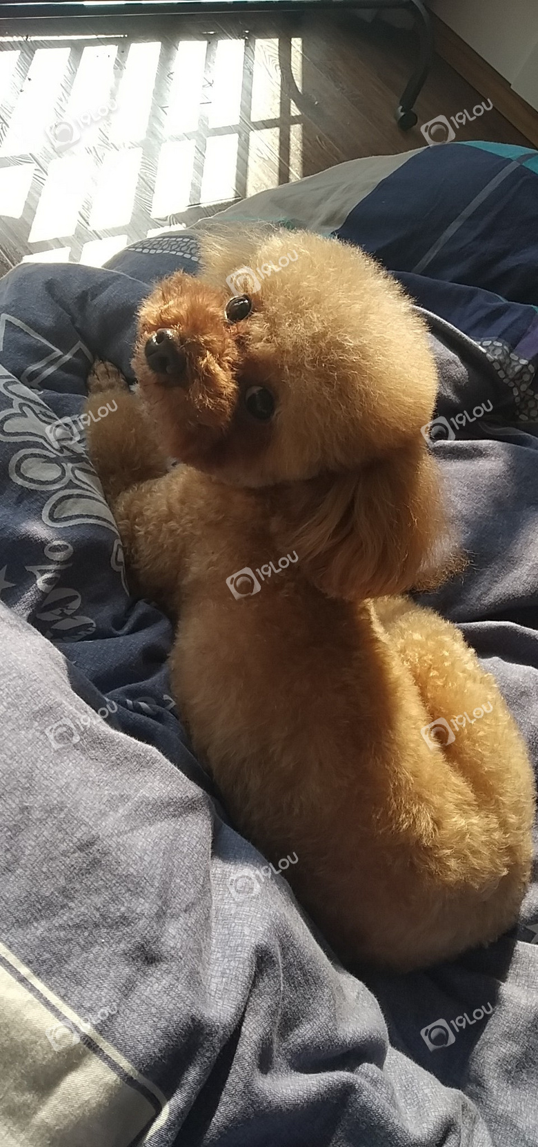 母泰迪找6斤以内公泰迪配种