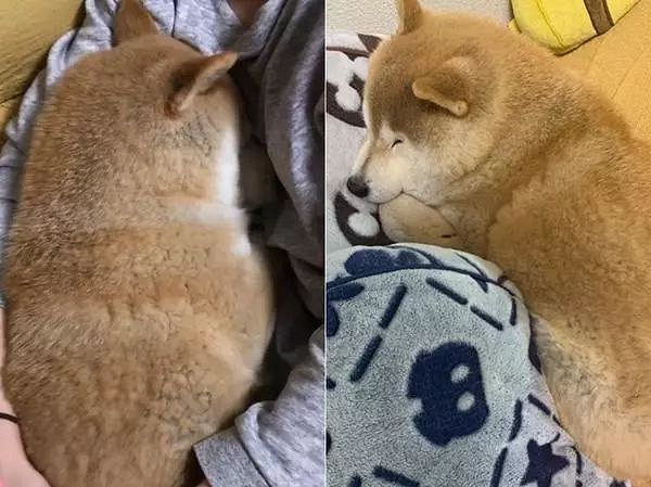 15岁柴犬躺在主人怀里入睡,就像回到小时候,睡相超级可爱