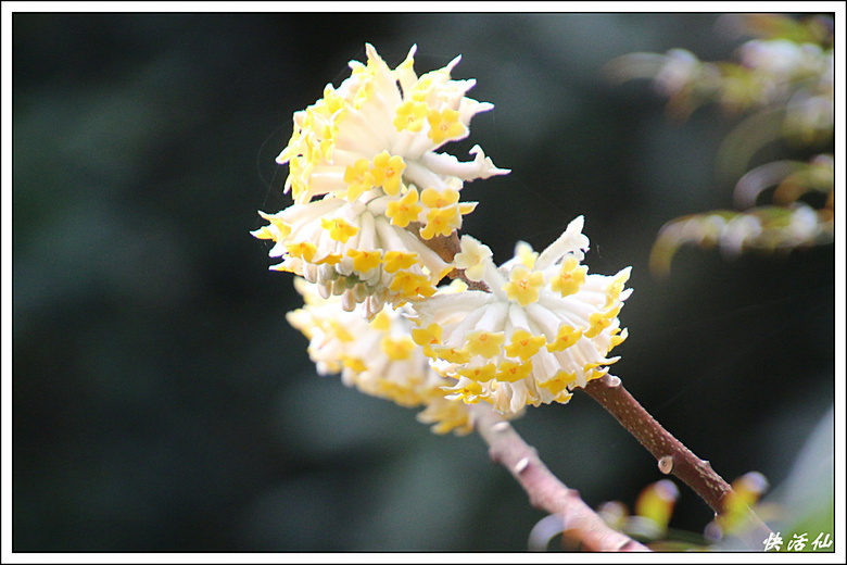 結香花