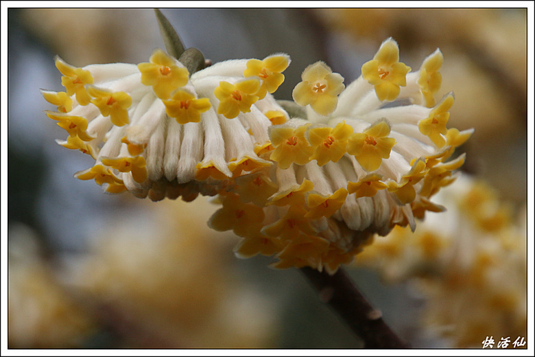 結香花