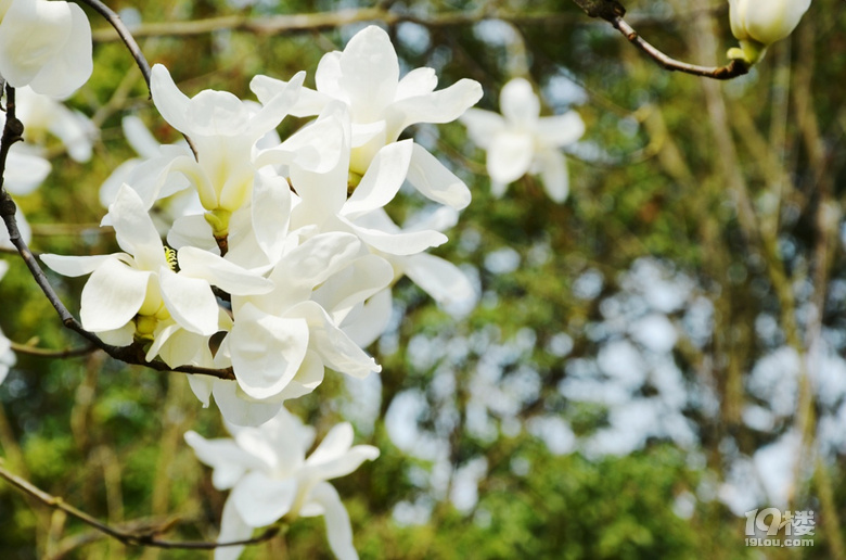 春日賞花好去處,新湖香格里拉看郁金香