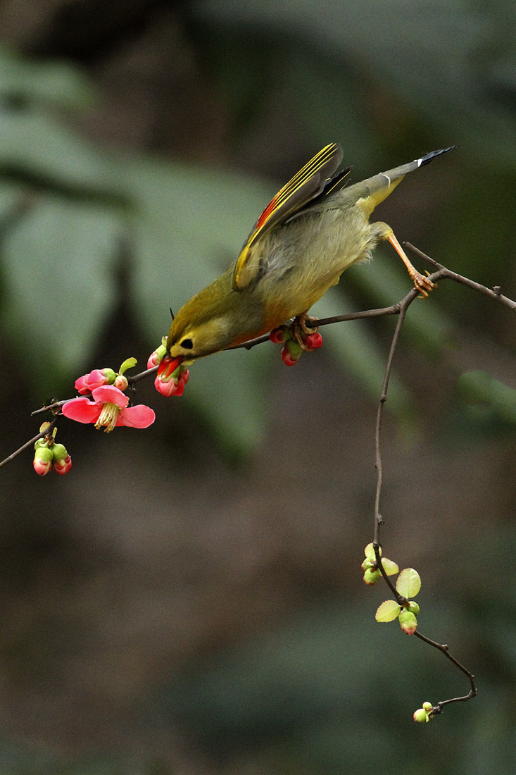 红嘴相思鸟pk海棠花分享