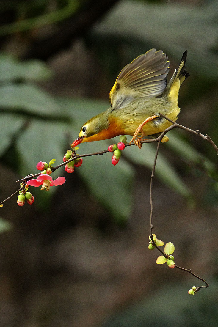 红嘴相思鸟pk海棠花分享