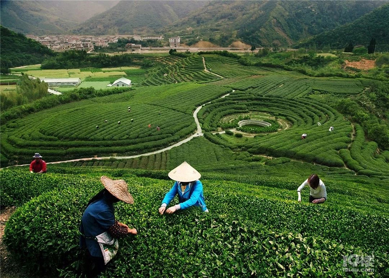 “香約杭州、茶潤(rùn)天下”2019杭州茶博會(huì)暨西湖龍井開茶節(jié)即將開始