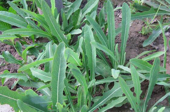 一种野菜治一种病春天的这道美食你吃对了吗