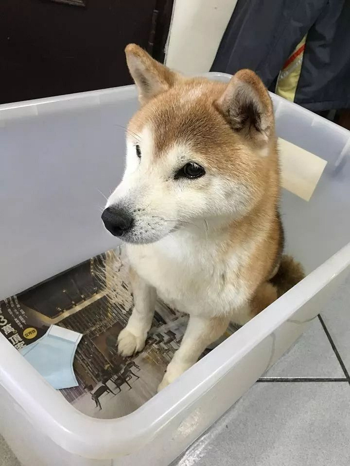 老年柴犬患失智症遺忘主人,主人的回答讓人淚目.