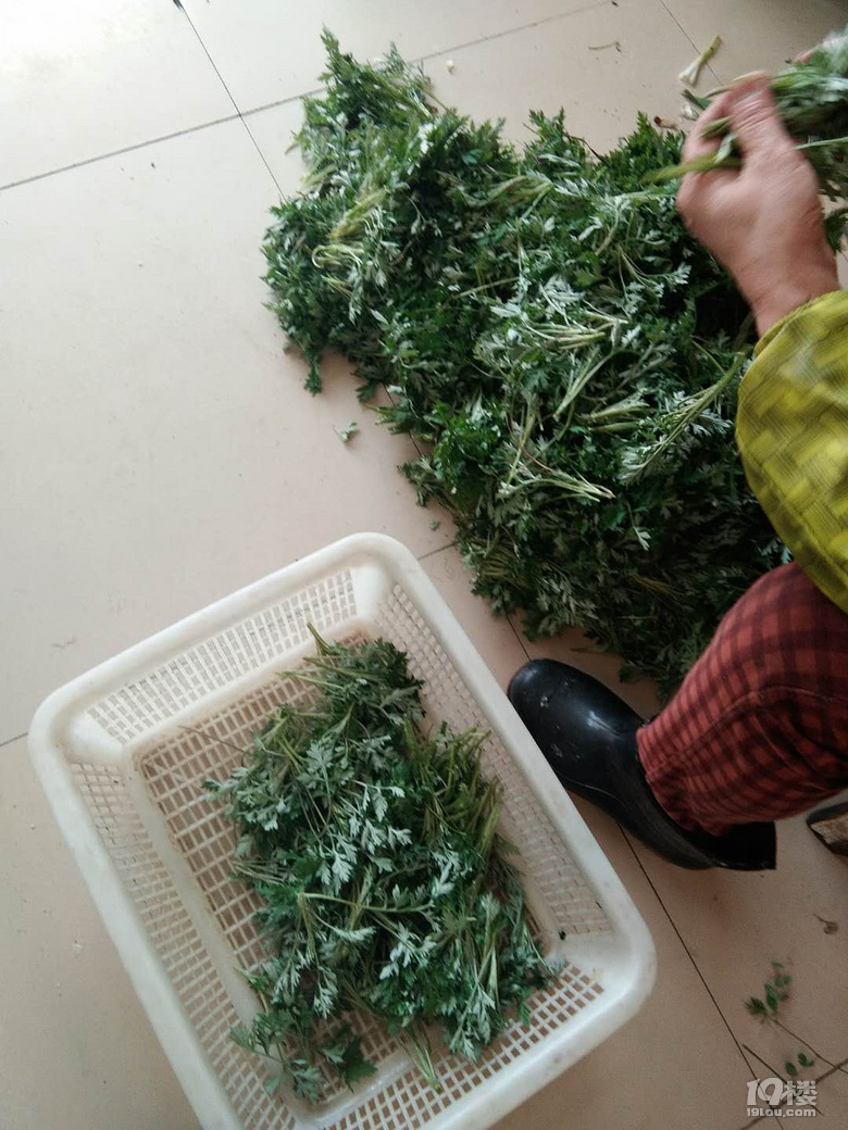 清明時節(jié)采艾草挖竹筍做清明粿