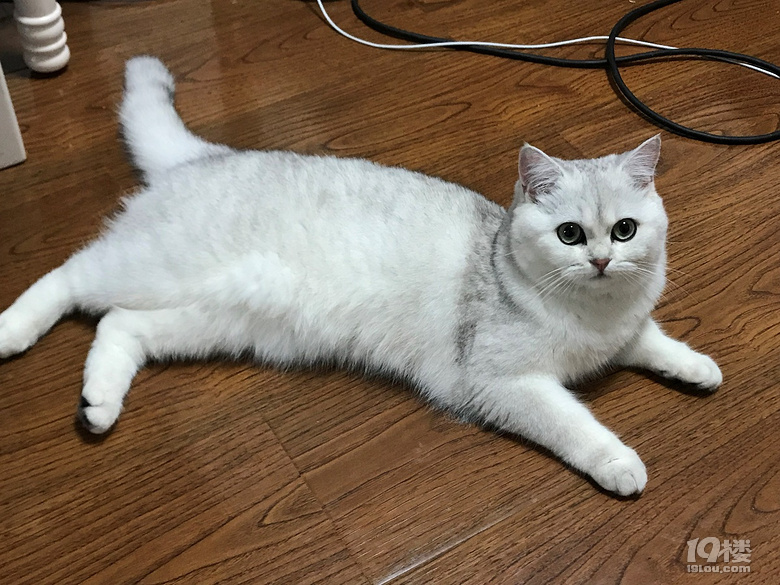 给我家猫咪配种