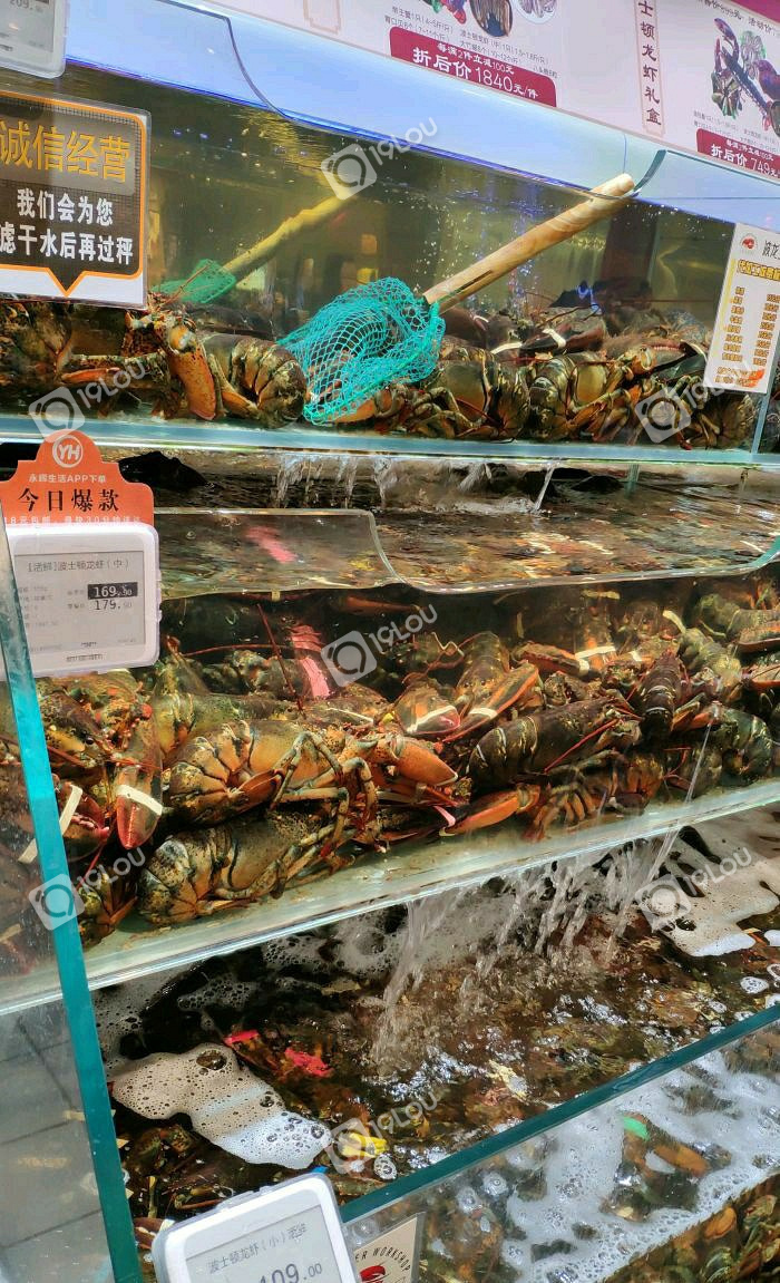 超级物种波士顿龙虾,上一秒活蹦乱跳,下一