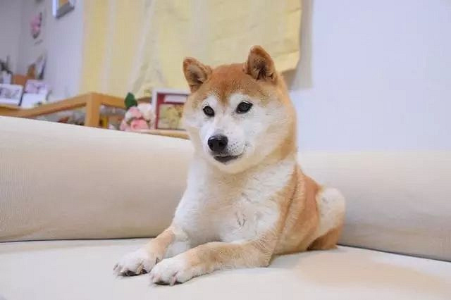 神烦狗doge,13岁的它确实老了,但被魔性表情包污染的日子
