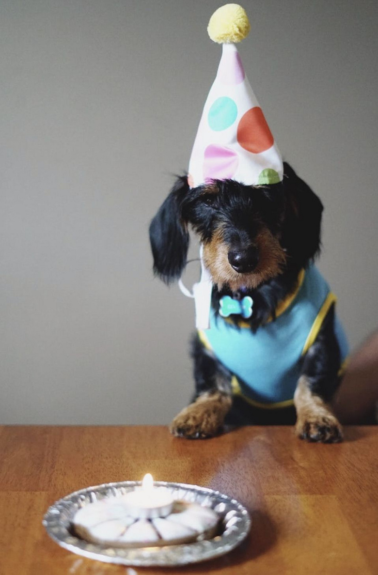 分手后唯一要求,前男友想要我的狗。