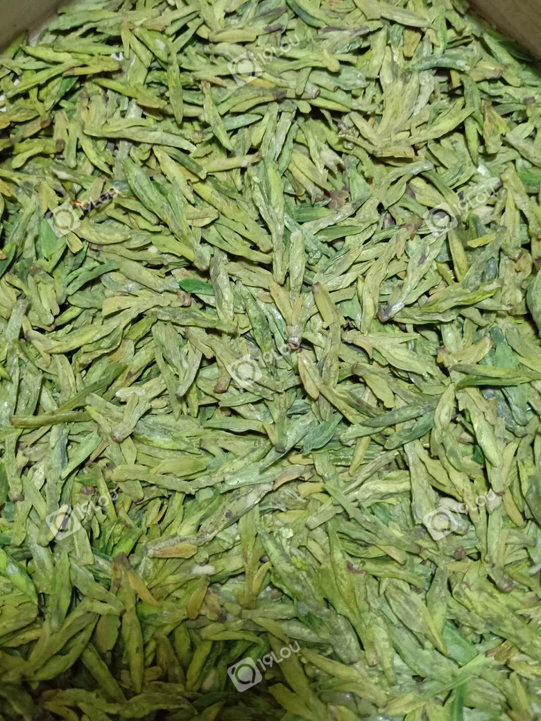 明前龙井43全面上市,群体种龙井今天开采,400元/斤包邮