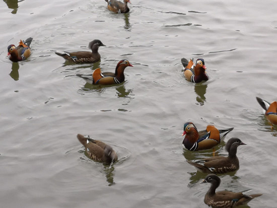 杭州19楼 杭州消息 城事 帖子鸳鸯是杭州人的老朋友了,鸳指雄鸟,鸯指