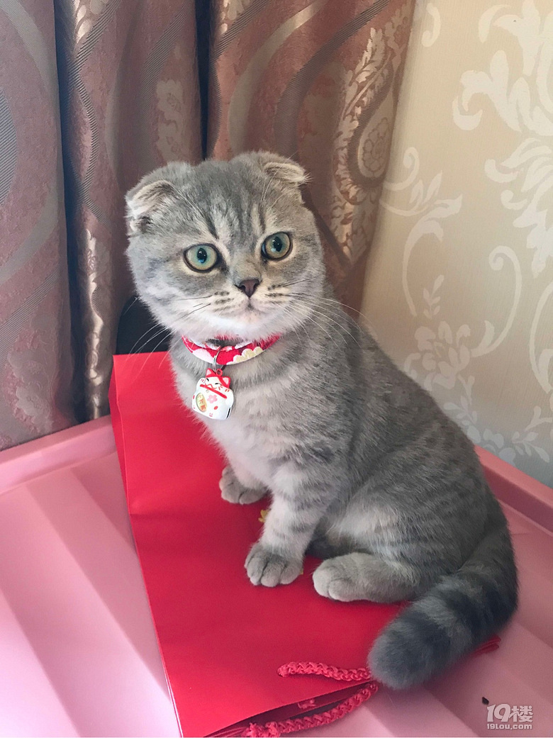 英短公猫发情找妹子