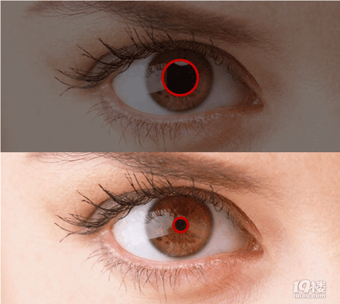 这幅图可以很直观的看出瞳孔会在不同的情况变大缩小,那你们知道我们