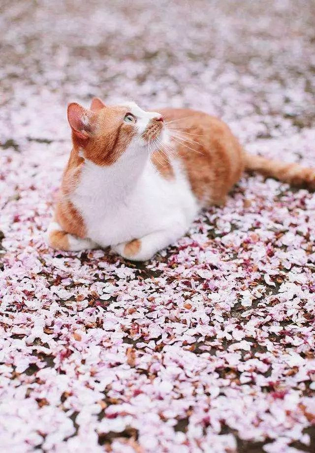 4月天,唯猫与樱花最配.