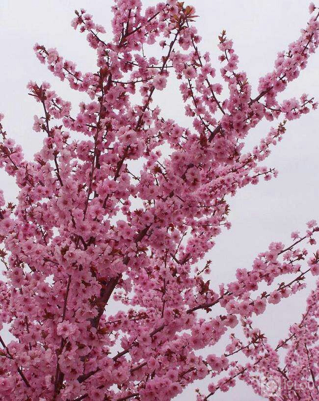 早_花山霞鹃__杭州19楼