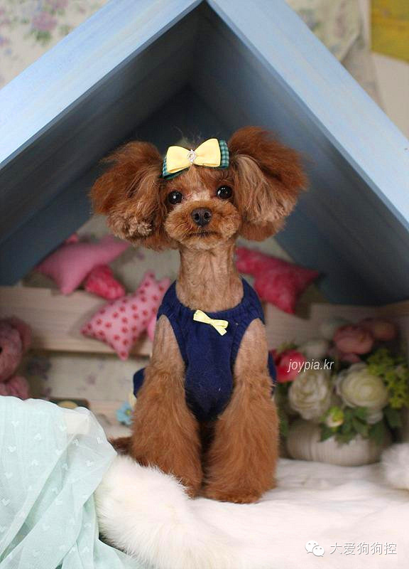 泰迪狗美容图集,绝对萌翻你的眼球!