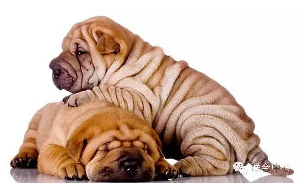 涨姿势的百犬图,看看你认识几种