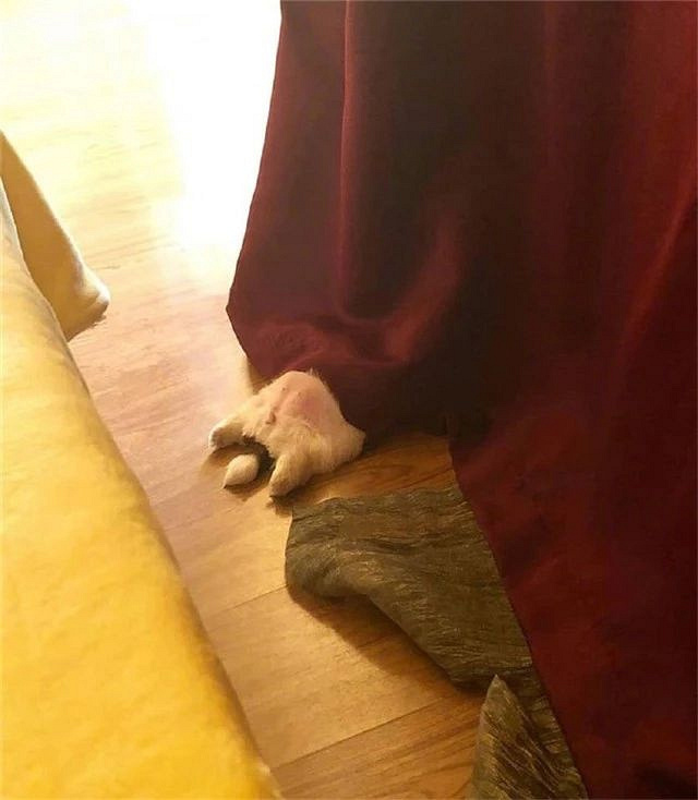 小奶狗:说谁不正经呢,你才是老不正经!