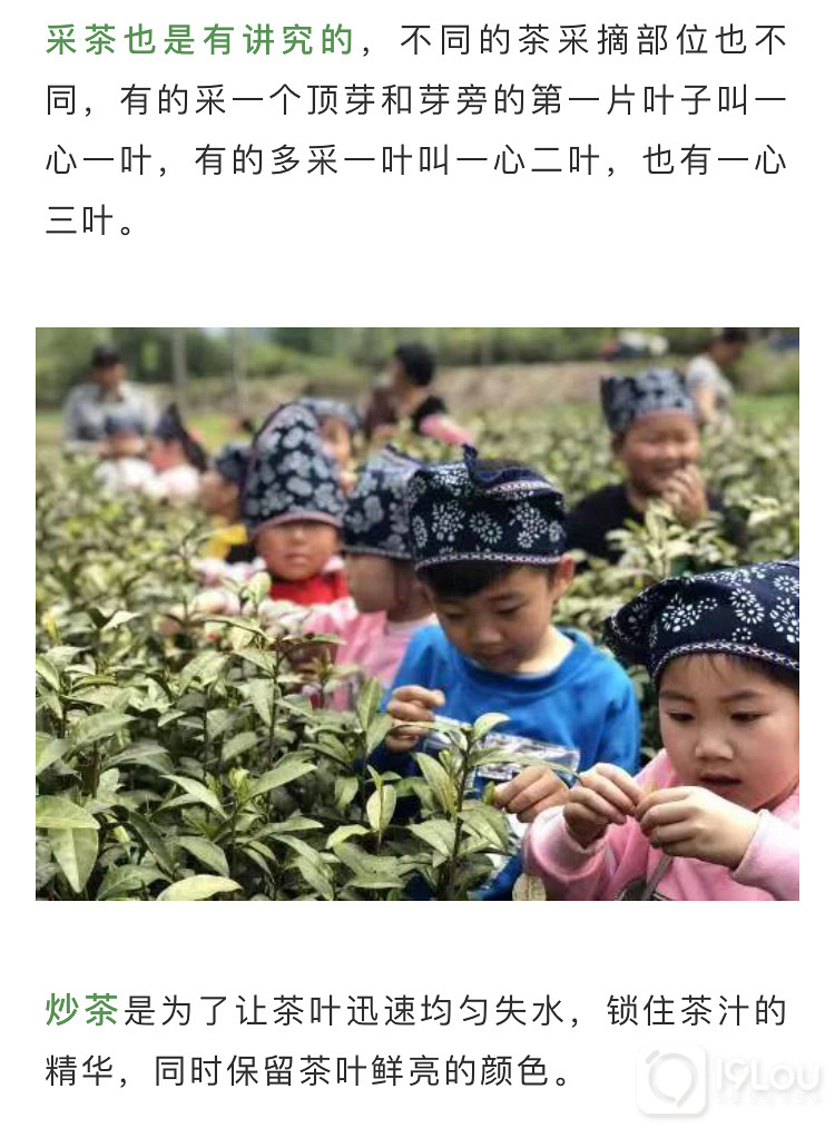 【亲子互动】火爆精英阶层的亲子采茶活动，我们邀请您来！