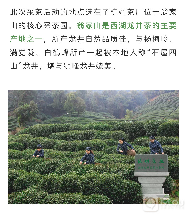 【亲子互动】火爆精英阶层的亲子采茶活动，我们邀请您来！