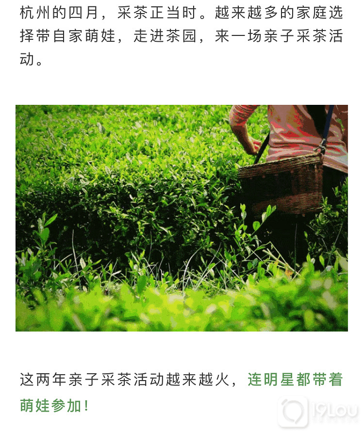 【亲子互动】火爆精英阶层的亲子采茶活动，我们邀请您来！