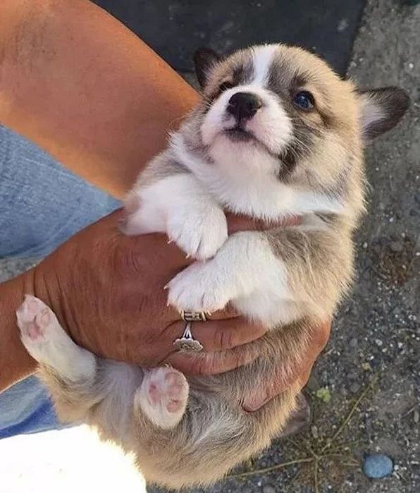 柯基的腿到底有多短?短到差不多忽略不计吧