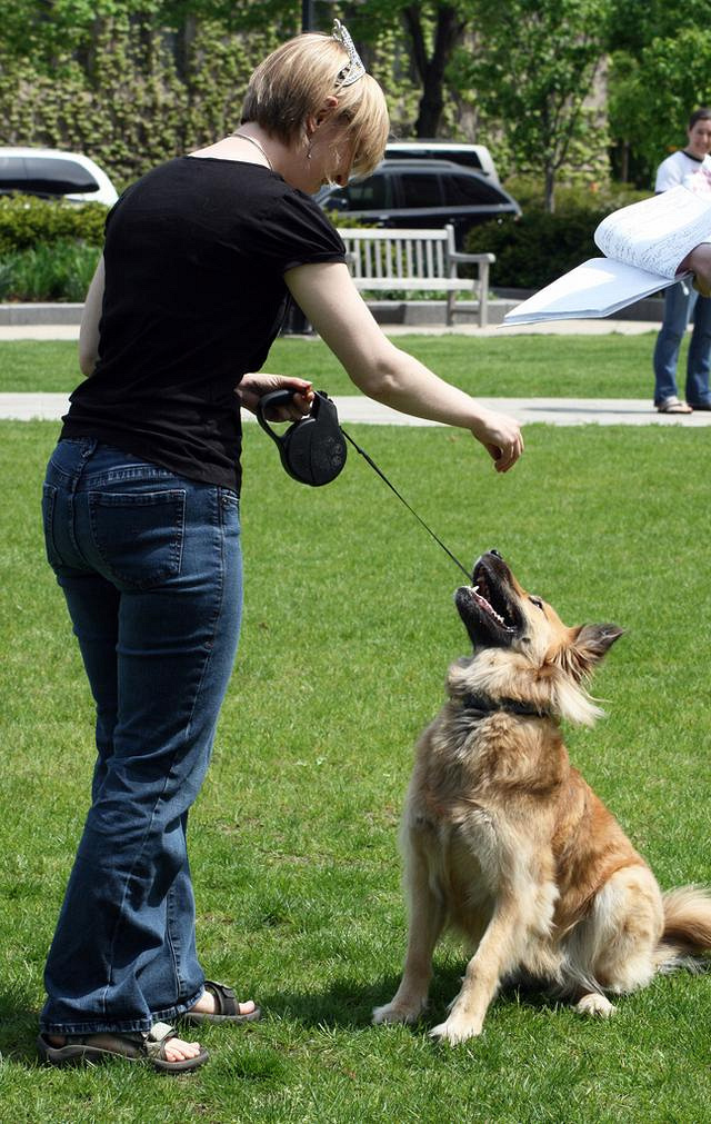 听说狗狗盯着人是挑衅,但我家狗整天看着我,这怎么解释?