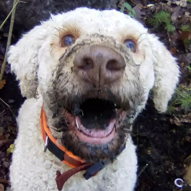 松露狗戴嘴套被伤害?网友狂转发抵制,主人澄清这和缉毒犬一样