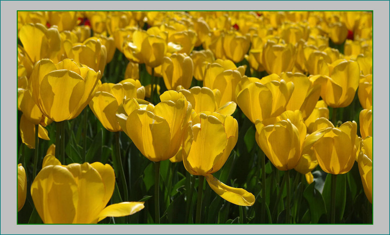 宾得k30套机拍郁金香