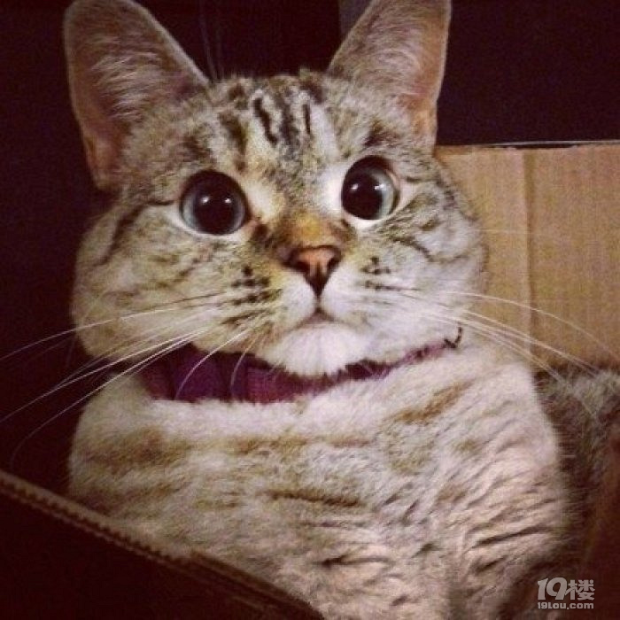 怎样学好英语口语?自学好还是找培训班?