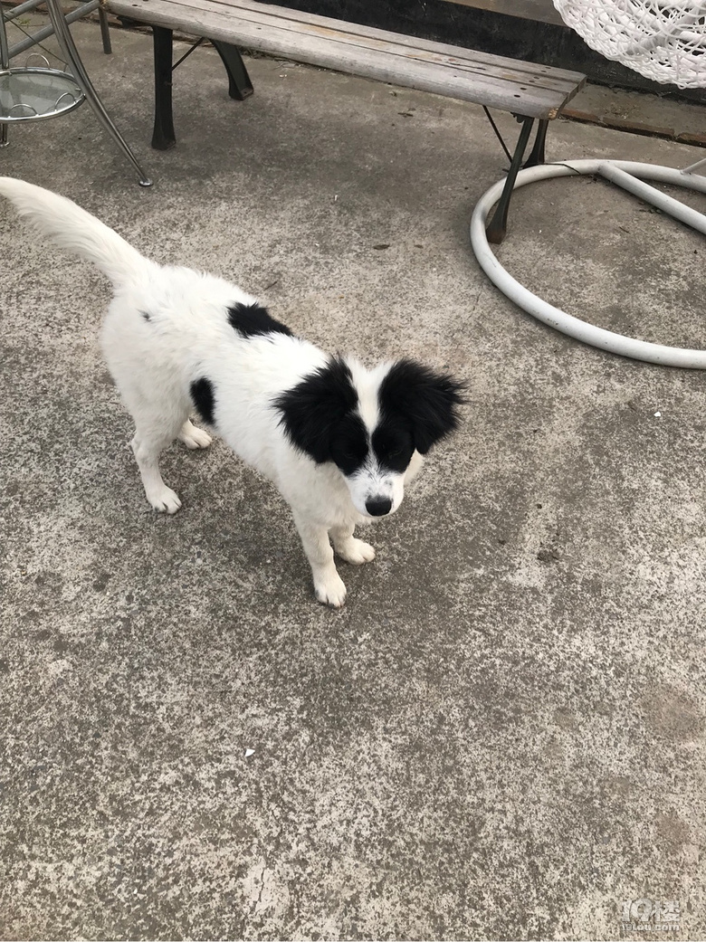 边牧串串找主人免费领养