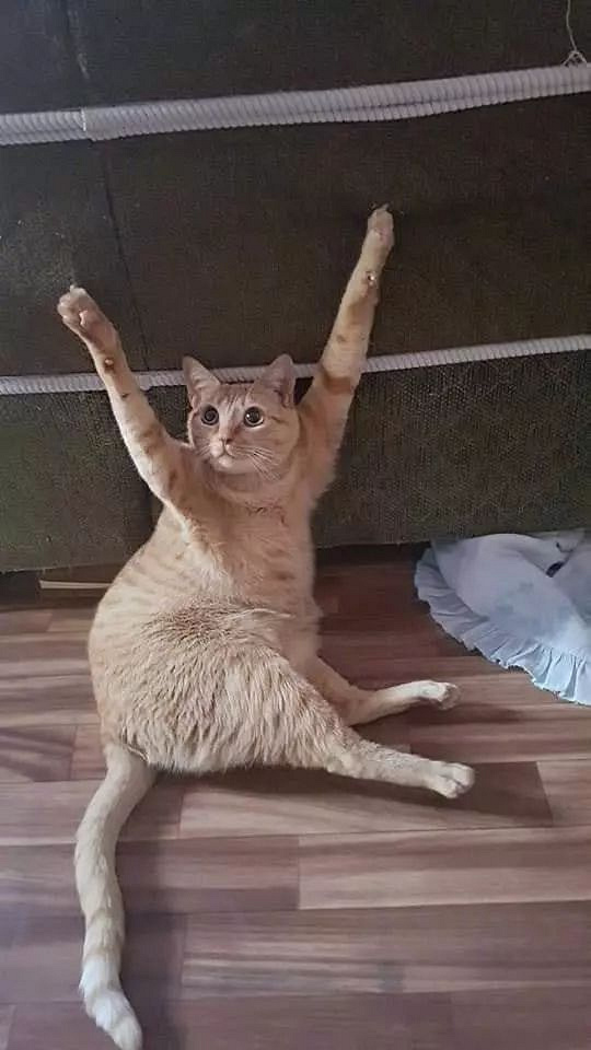 猫的两爪都被沙发勾住,不知道的还以为在举手投降,太搞笑了!