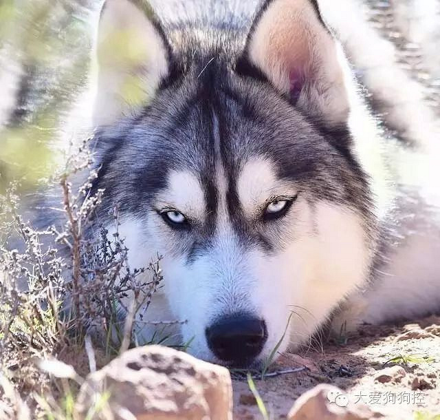 哈士奇和狼,还真有人傻傻分不清楚吗?