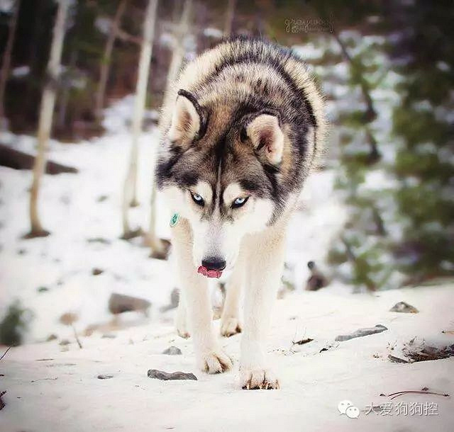 哈士奇和狼,还真有人傻傻分不清楚吗?