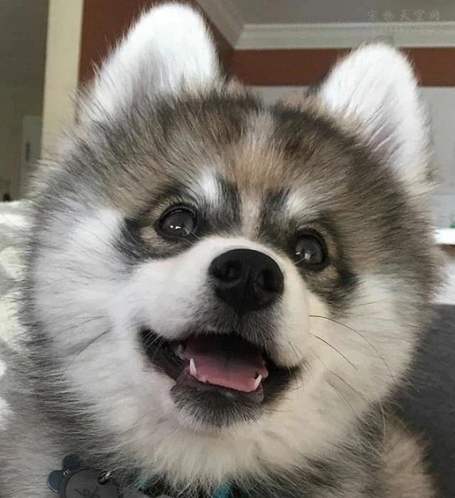 哈士奇与各种狗狗的混血,二哈基因太强大绝对亲生的