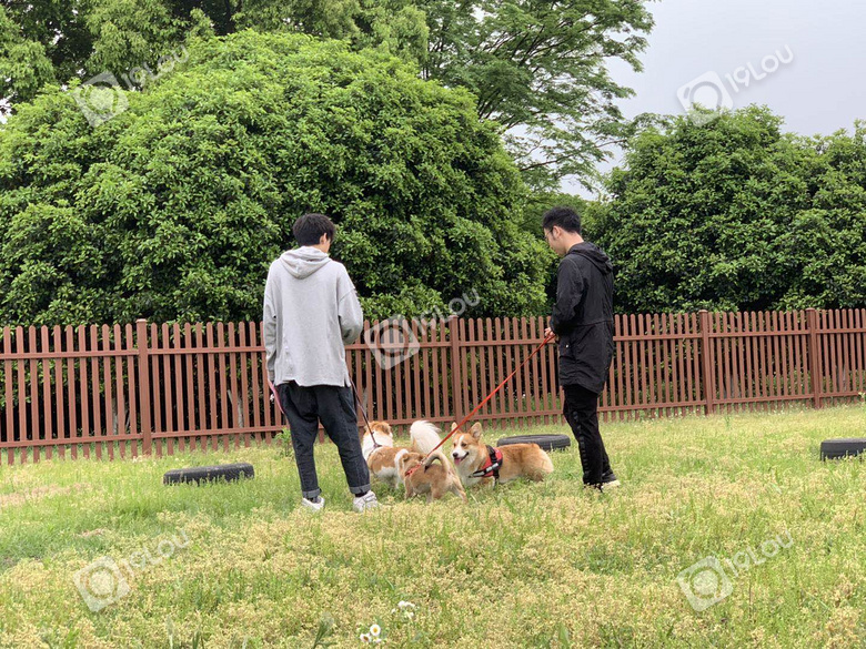 杭州的狗狗終于有自己的公共遛犬區(qū)啦,鏟屎官們看過來!