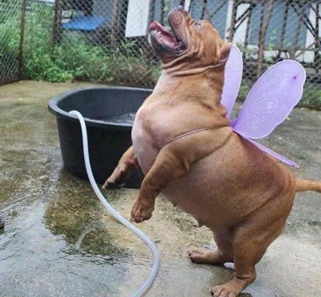 狗子妖娆起来真要命,这谁能降得住!