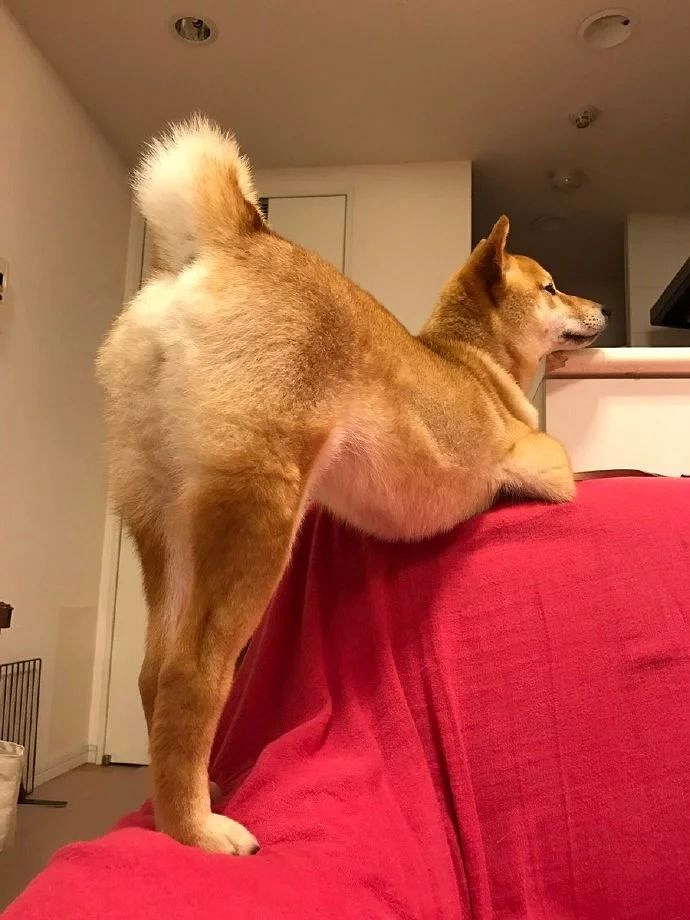 狗子妖娆起来真要命,这谁能降得住!